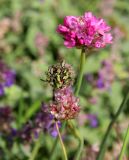 Image of taxon representative. Author is Владимир Саенко