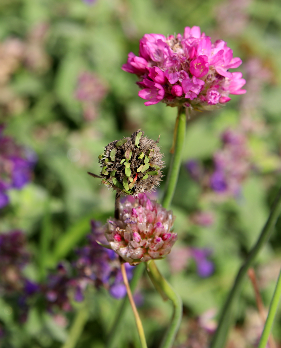 Image of Armeria maritima specimen.
