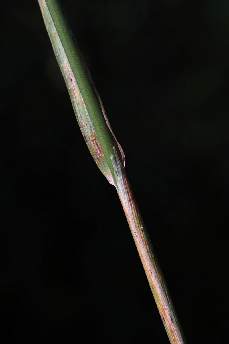 Image of Calamagrostis epigeios specimen.