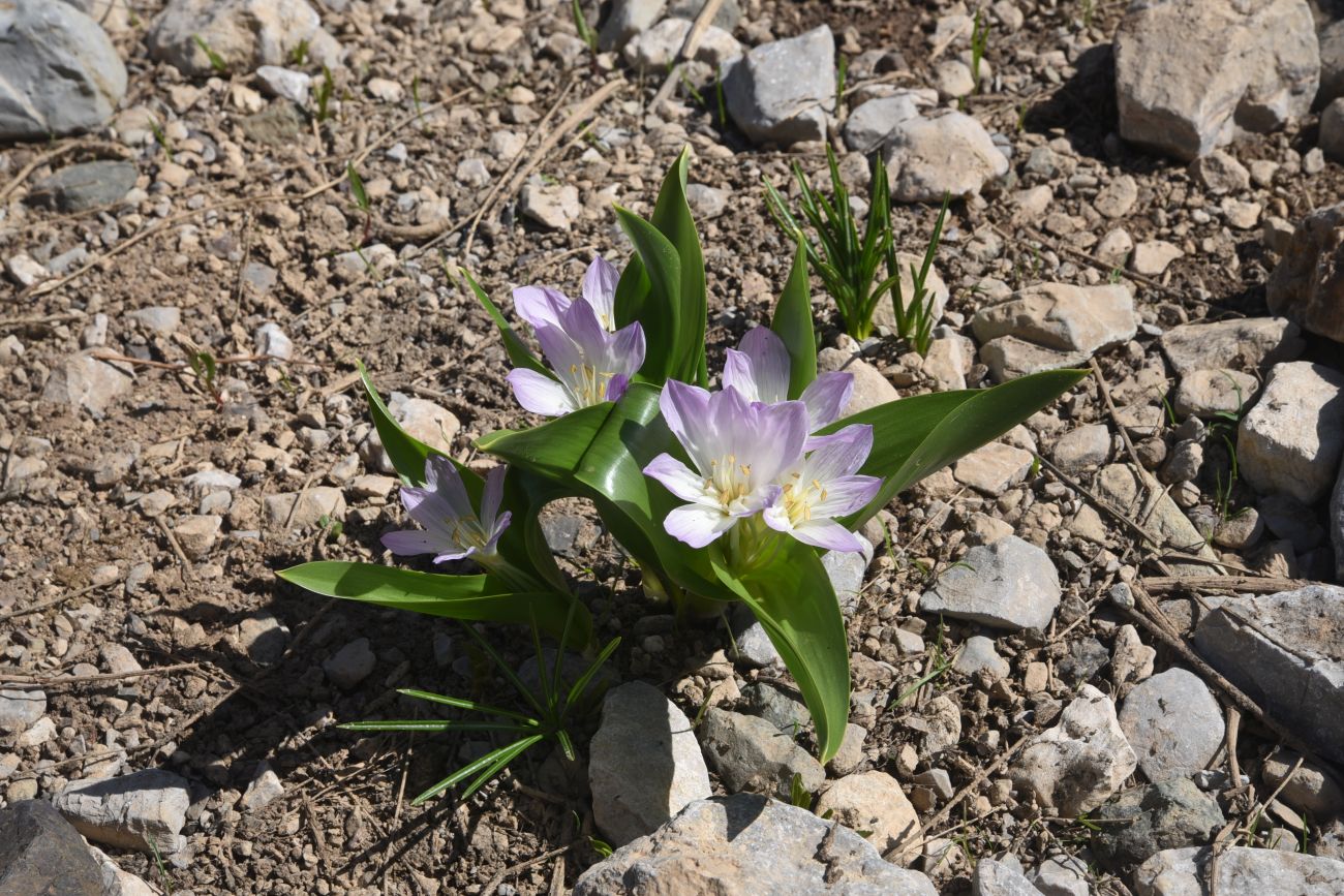 Image of Merendera kurdica specimen.