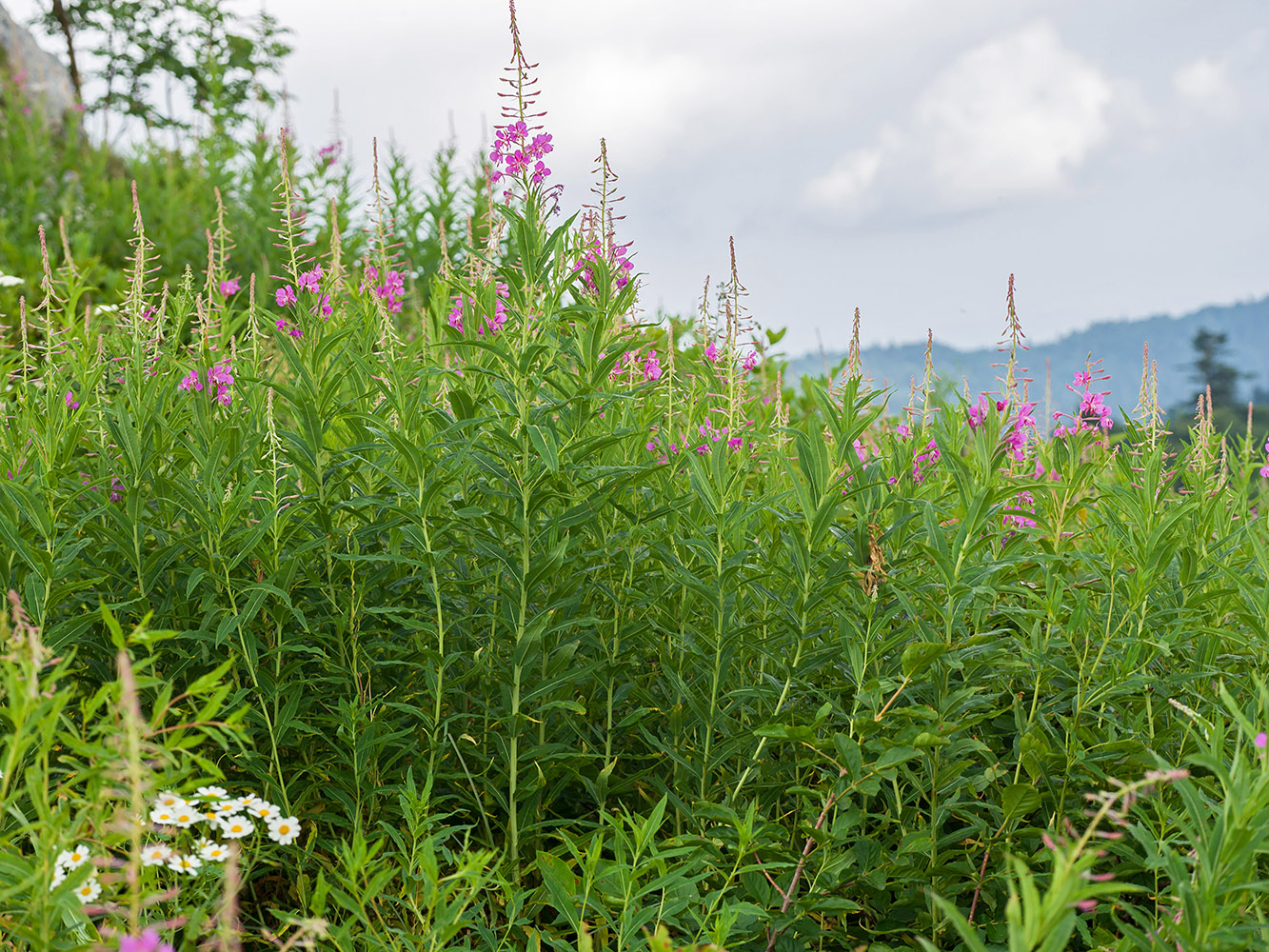 Изображение особи Chamaenerion angustifolium.