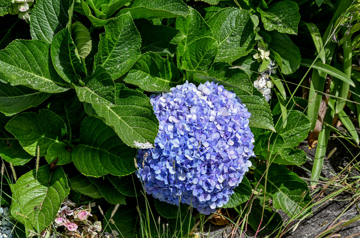 Изображение особи Hydrangea macrophylla.