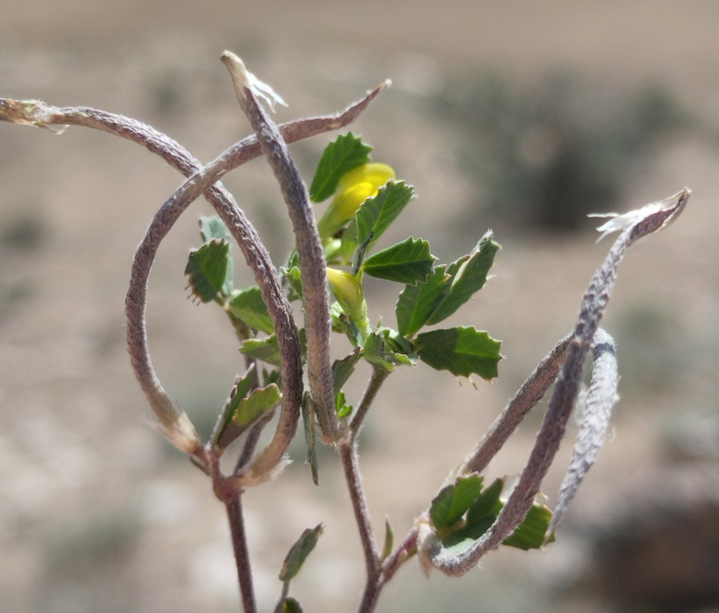 Image of genus Medicago specimen.