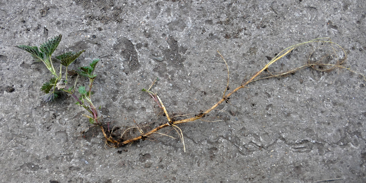 Image of Urtica dioica specimen.