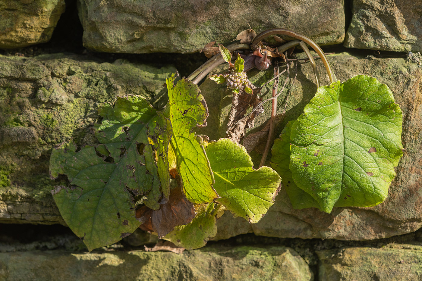 Image of Trachystemon orientalis specimen.
