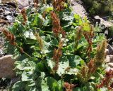 Rumex alpinus. Плодоносящее растение. Азербайджан, Нахчыван, Ордубадский р-н, окр. с. Пазмари, возле водопада, каменистый склон. 07.07.2021.