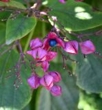 Clerodendrum trichotomum. Соплодие. Турция, г. Стамбул, р-н Бакыркёй, прибрежный парк \"Флорья\". 06.10.2025.