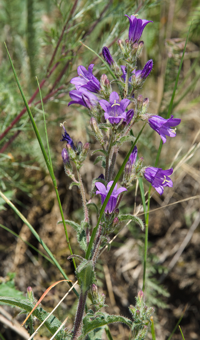 Изображение особи Campanula sibirica.