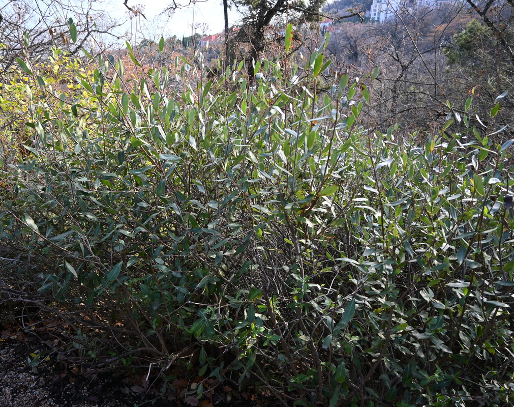 Image of Bupleurum fruticosum specimen.