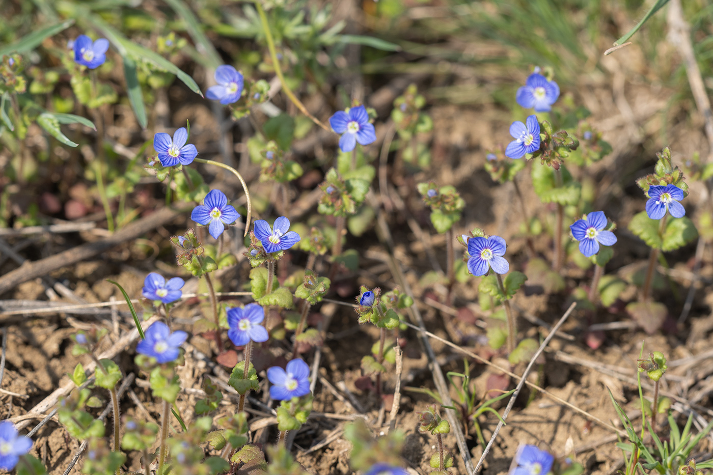 Image of Veronica praecox specimen.