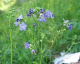 Polemonium caeruleum. Верхушка цветущего побега с сидящим пауком. Ульяновская обл., Мелекесский р-н, окр. пос. Вишенка, Медвежий овраг, склон с северной экспозицией, луг с берёзовым редколесьем. 15.06.2024.