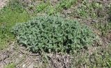 Nepeta parviflora. Вегетирующее растение. ЛНР, г. Луганск, балка Калмыцкий яр, склон юго-в. экспозиции, петрофитная степь. 06.04.2026.