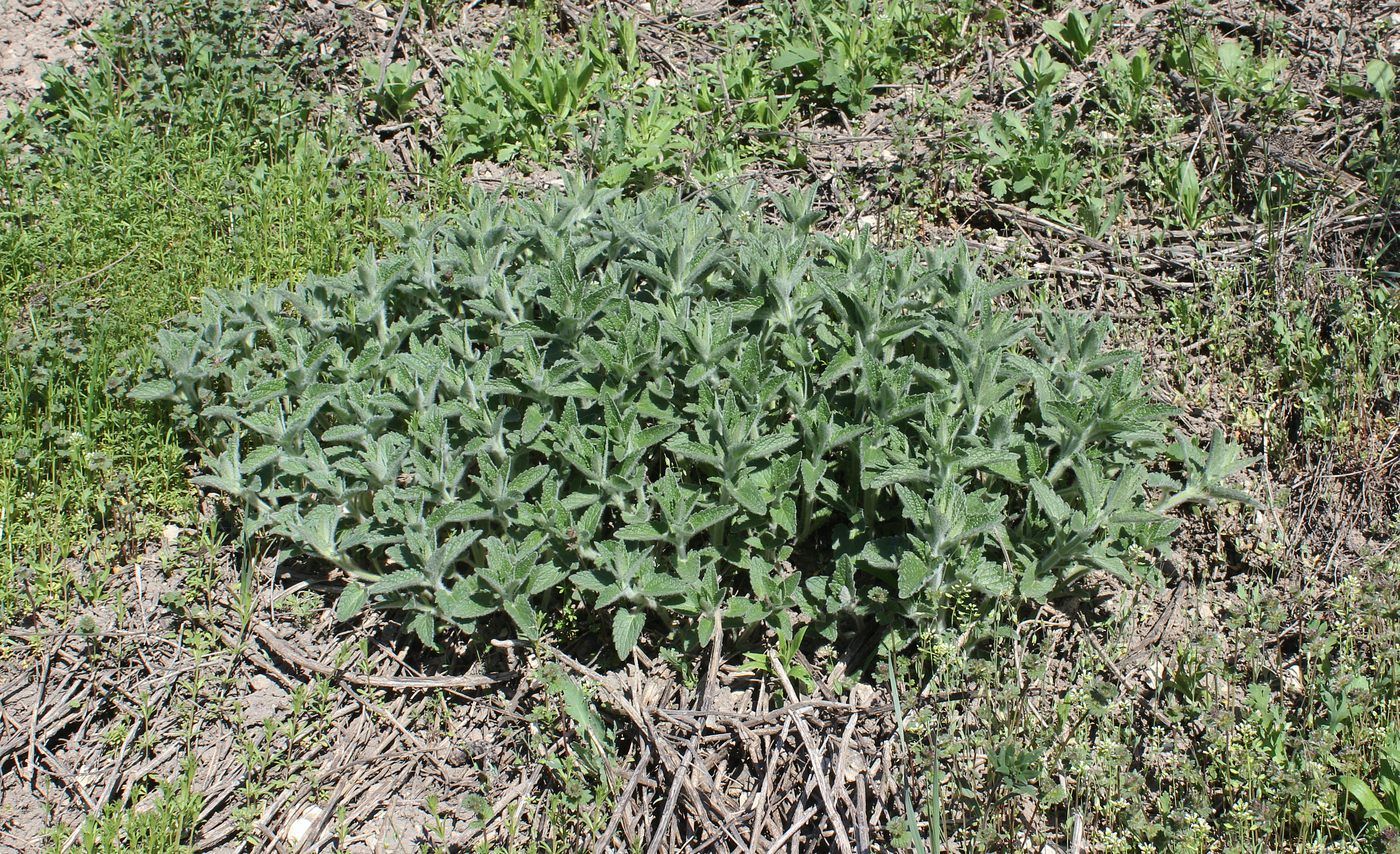 Image of Nepeta parviflora specimen.