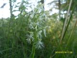 genus Platanthera. Любка кружевная. Platanthera lacera. В природе. Галифакс 18.07.2010 Видовой эпитет lacera ещё можно перевести, как разорванная, разрезная.