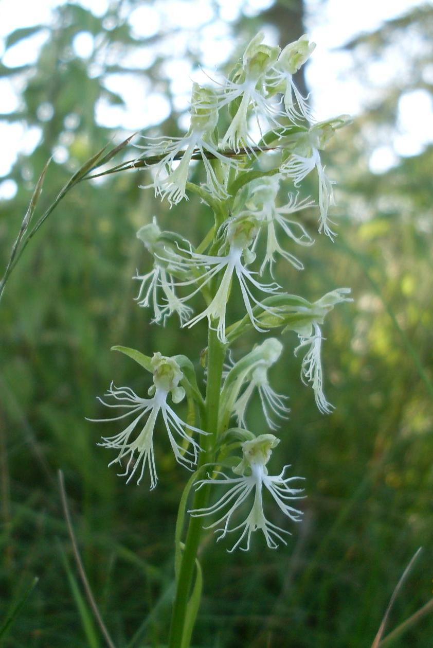 Изображение особи Platanthera lacera.