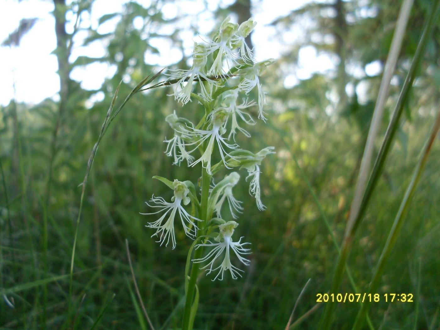 Image of genus Platanthera specimen.