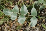 Hedysarum argyrophyllum. Лист с погрызами. Оренбургская обл., Саракташский р-н, Жёлтинский сельсовет, окр. хут. Султанбаево, луговая степь. 9 июня 2025 г.