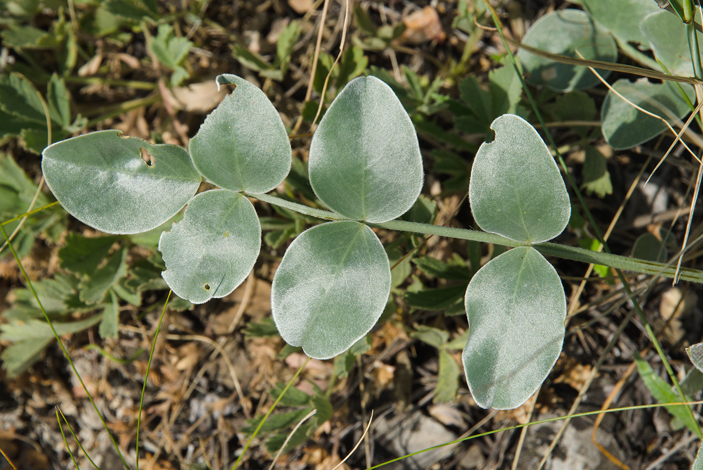 Изображение особи Hedysarum argyrophyllum.