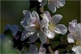 Malus domestica. Цветки. Московская обл., Раменский р-н, окр. дер. Хрипань, садовый участок. 16.05.2026.