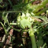 Taraxacum scariosum