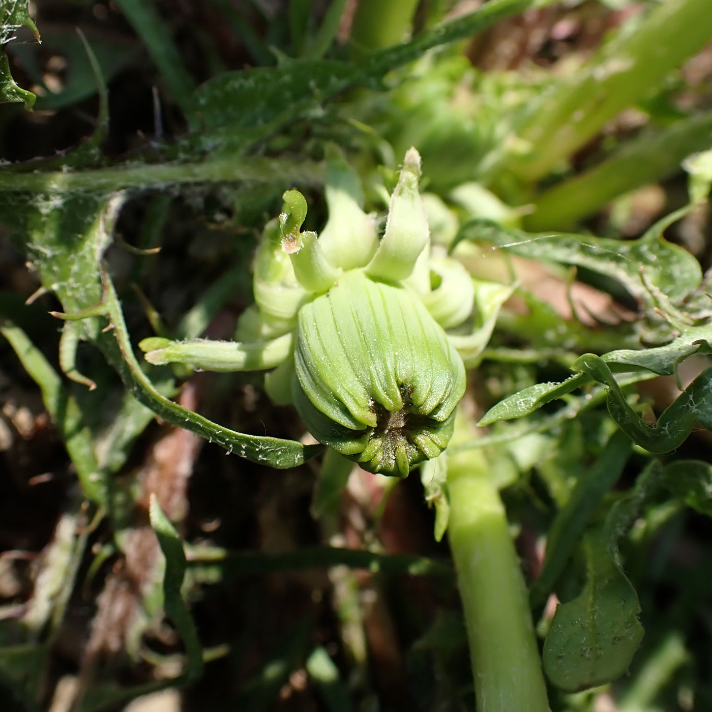 Image of Taraxacum scariosum specimen.