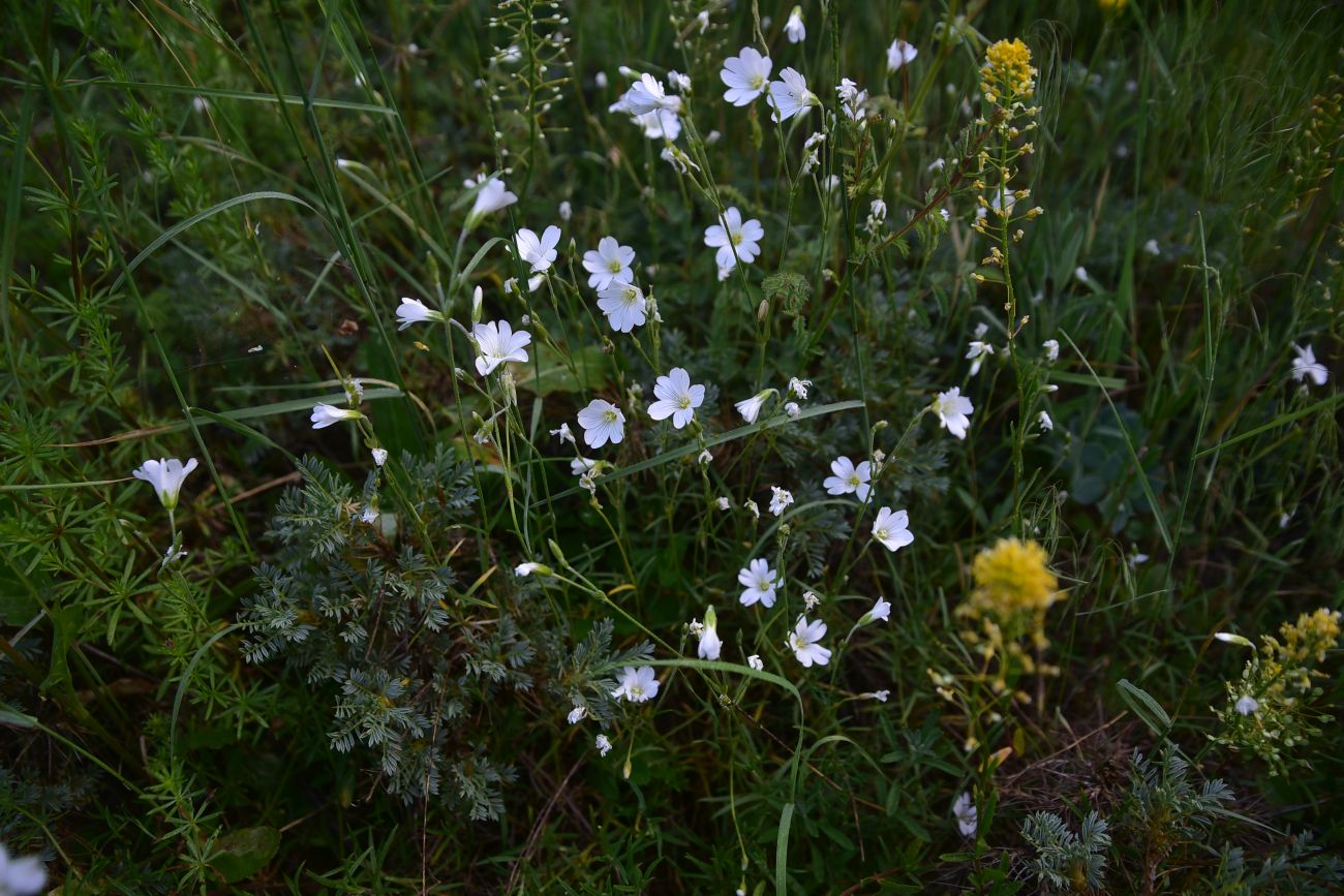 Изображение особи семейство Caryophyllaceae.