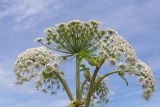 Heracleum sosnowskyi. Соцветия. Ленинградская обл., Лужский р-н, окр. пос. Володарское, край возделываемого поля. 26.07.2026.