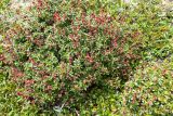 Rhododendron redowskianum. Плодоносящее растение. Хабаровский край, р-н имени Лазо, массив горы Ко, гора Зенит, выс. ≈ 1920 м н.у.м., горная тундра. 02.08.2026.