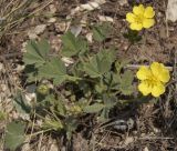 Potentilla incana