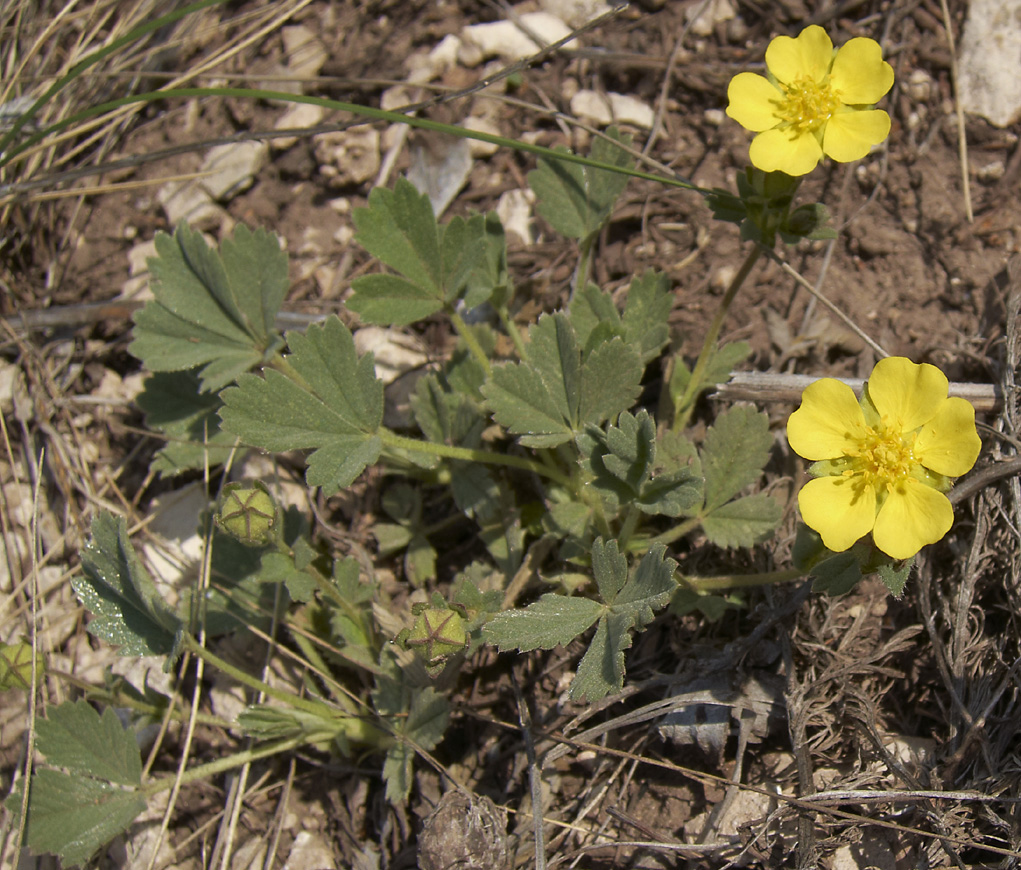 Изображение особи Potentilla incana.