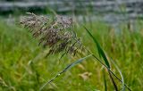 Phragmites australis. Верхушка побега с соцветием. Московская обл., Одинцовский гор. округ, Мещёрский природный парк, берег р. Сетунь, у воды. 02.08.2026.