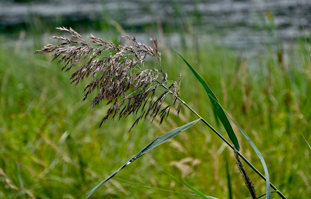 Image of Phragmites australis specimen.