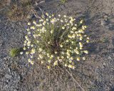 род Anthemis. Цветущее растение. Дагестан, Докузпаринский р-н, окр. с. Куруш, пойма р. Чехычай, галечник. 25.07.2026.