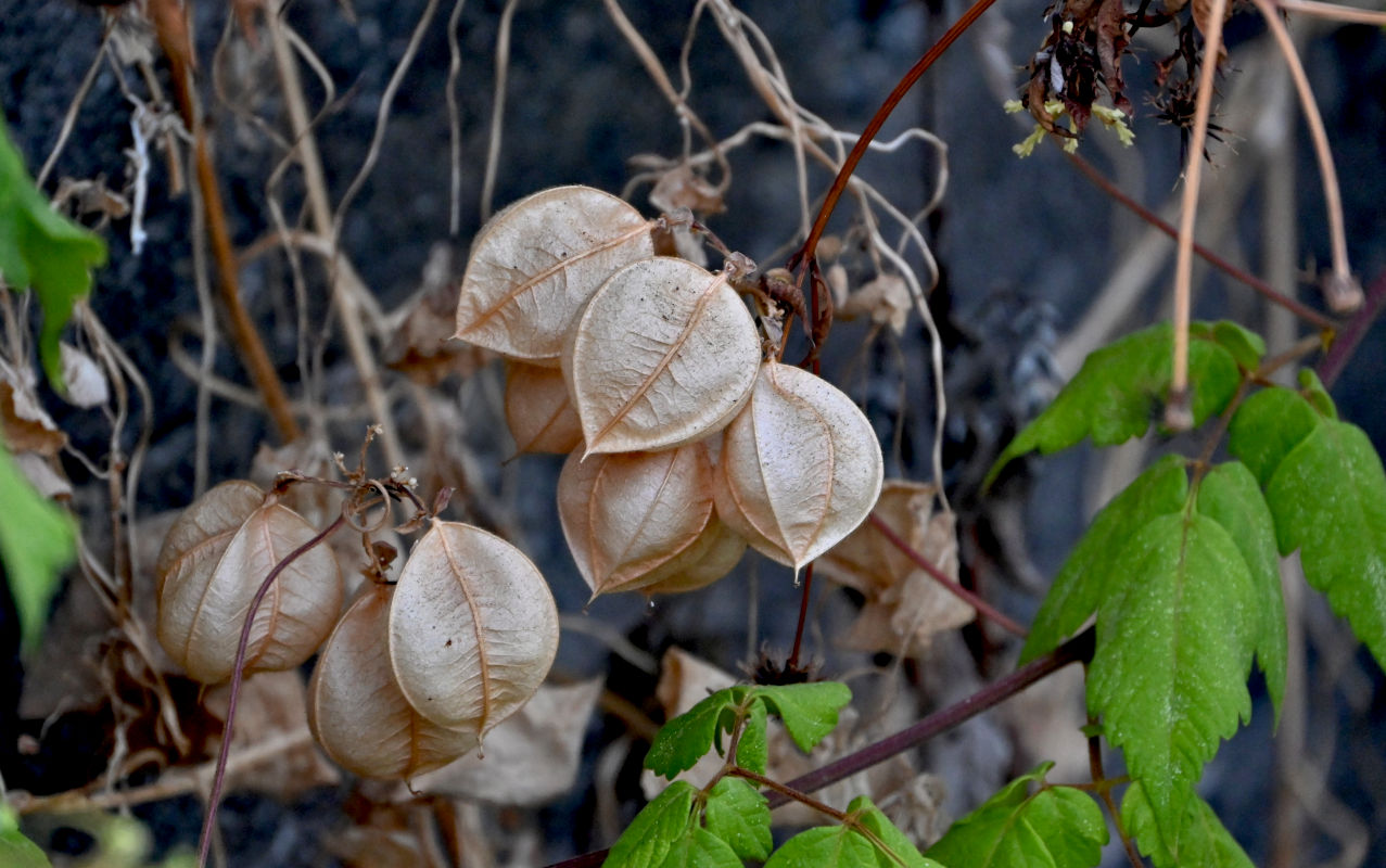 Image of Cardiospermum grandiflorum specimen.