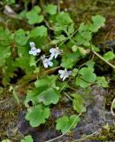 Cymbalaria muralis. Цветки и листья. Португалия, округ Авейру, природный парк Бусаку, ≈ 500 м н.у.м., на поросшей мхами каменной стене. 14.06.2026.