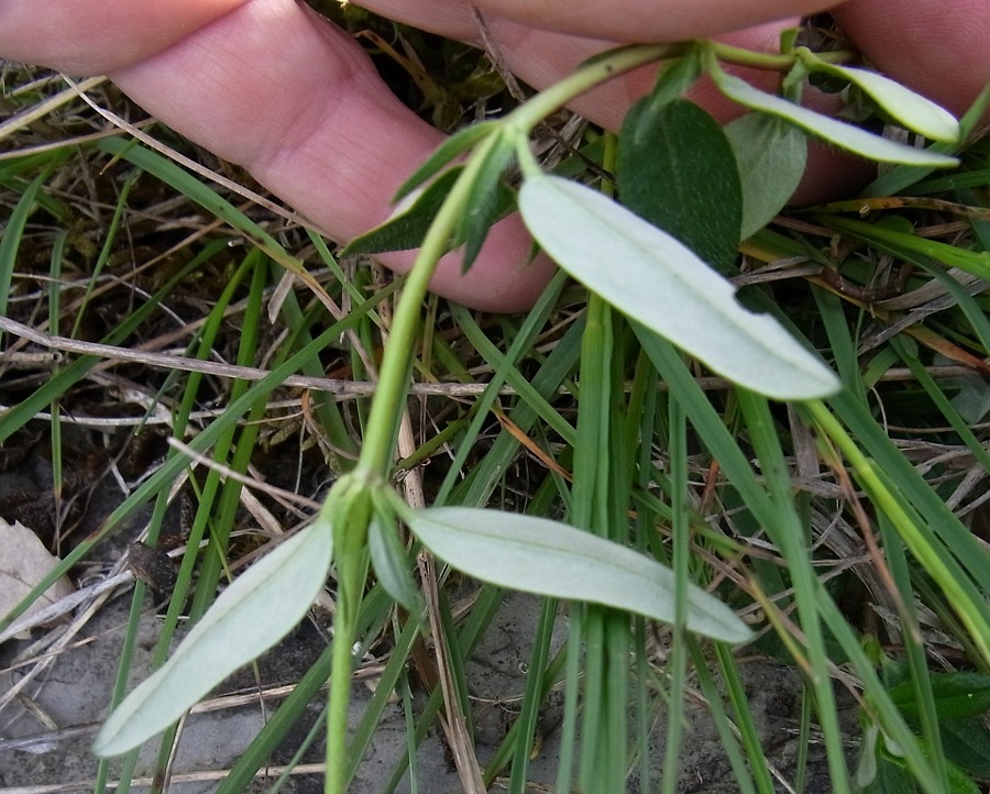 Изображение особи Helianthemum nummularium.