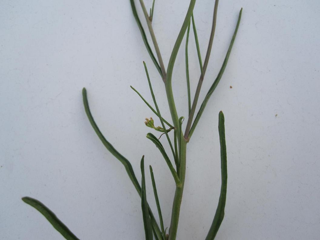 Image of Sisymbrium polymorphum specimen.