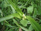 Colchicum autumnale