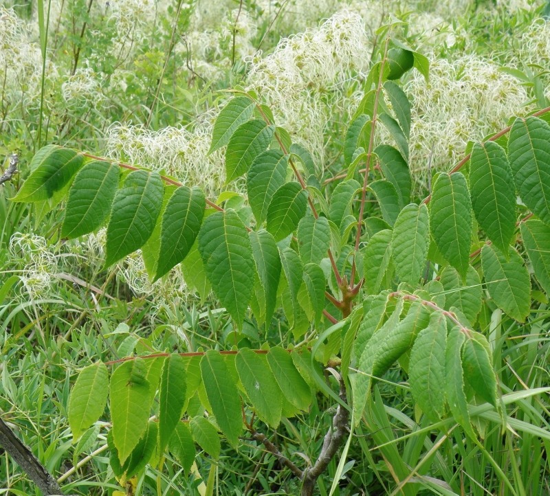 Image of Juglans nigra specimen.