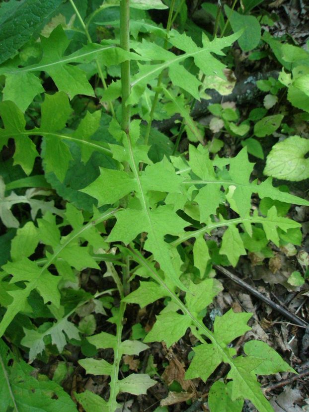 Image of Mycelis muralis specimen.