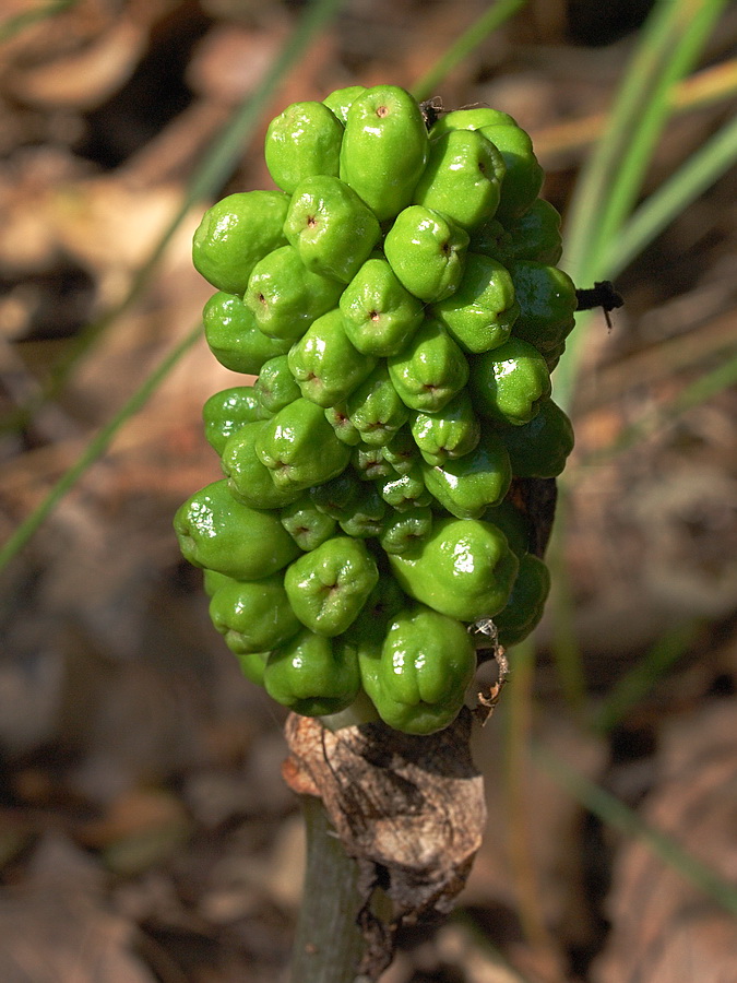 Изображение особи Arum elongatum.