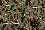 Euphorbia maculata. Побеги с соцветиями. Крым, Севастополь, ст. Инкерман. 4 августа 2011 г.