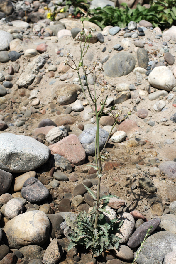 Изображение особи Sonchus asper.