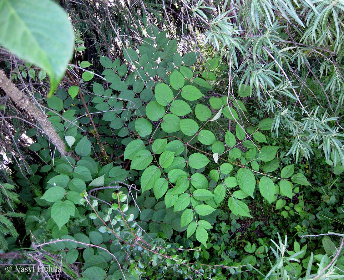 Image of Aralia elata specimen.