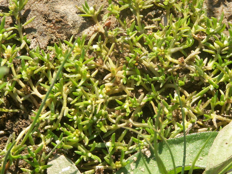 Image of Tillaea aquatica specimen.
