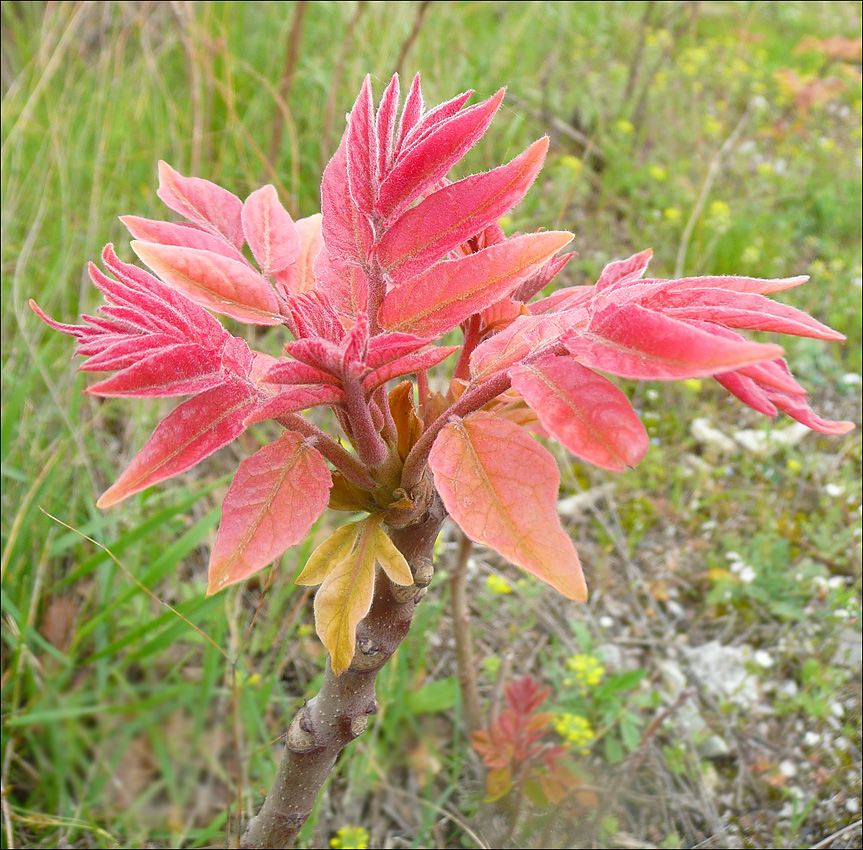 Изображение особи Ailanthus altissima.