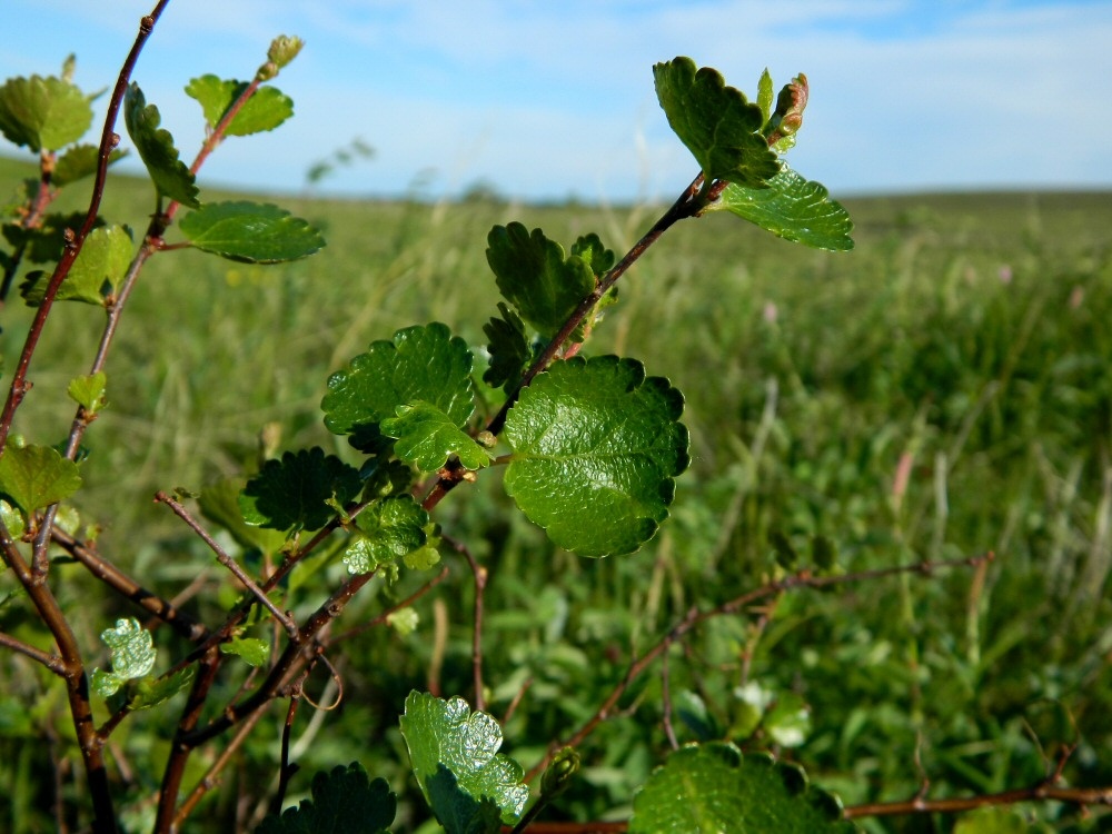 Image of genus Betula specimen.