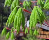 Acer pseudosieboldianum