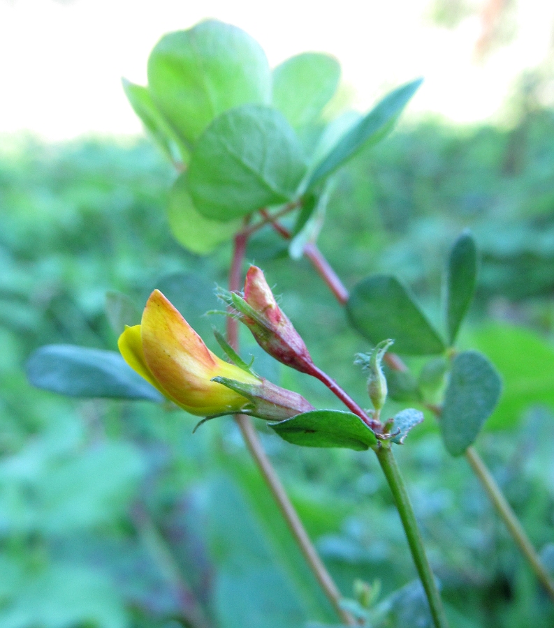 Изображение особи род Lotus.