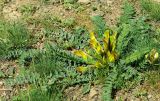 Astragalus macronyx